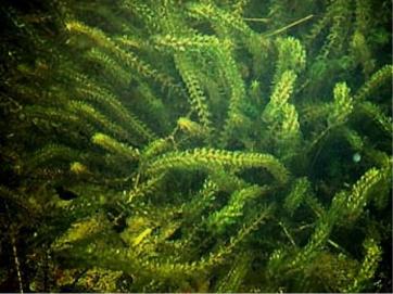 elodea.jpg